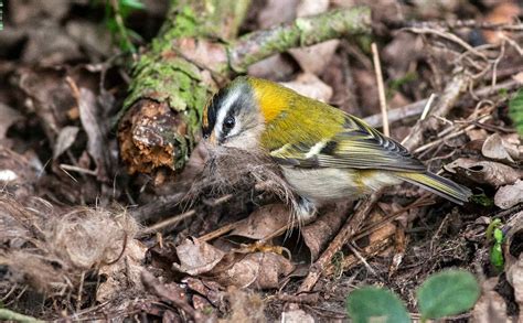 Cock of the Rock: Firecrest nest building.