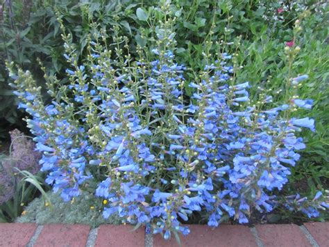 Four Hills of Squash: Electric Blue Penstemon