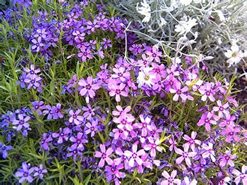 Guide To Smoky Mountain Spring Wildflowers of the Appalachians