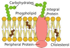 biju: FLUID MOSAIC SYSTEM IN PLASMA MEMBRANE(CELL MEMBRANE)