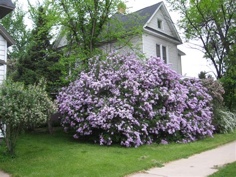 Pinecones and Roses: Lilac Time