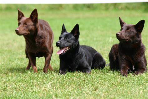 Black Australian Kelpie dog photo | Australian kelpie dog, Dog breeds, Australian kelpie