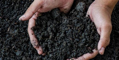 What is humus main role in soils? | Plant Care Knowledge Center