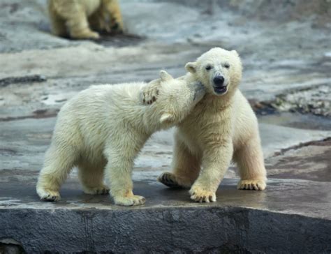 The baby zoo animals you need visit this summer - Margaritaville Blog