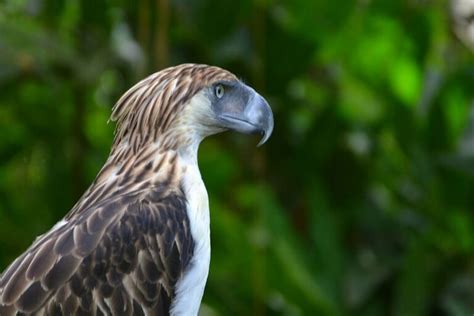 Philippine Eagle: Species Overview, Conservation and Threats