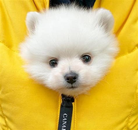 100+ Dog Names Inspired By Bears - PetPress