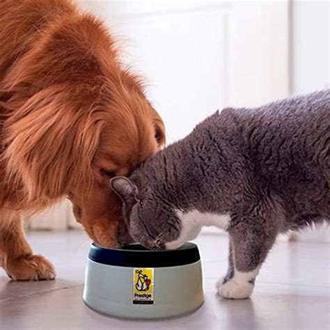 Best Cat Water Bowl: No Slobber, No Spill, No More Wet Floor