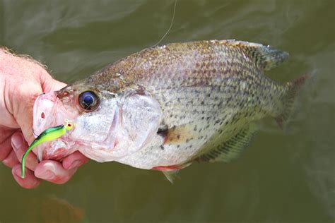 Maximize Fall Crappie Productivity - In-Fisherman