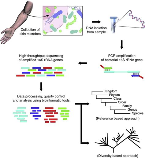 Research Techniques Made Simple: Bacterial 16S Ribosomal RNA Gene Sequencing in Cutaneous ...