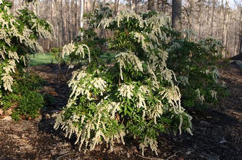 Pieris japonica 'Mountain Fire' - Revolutionary Gardens