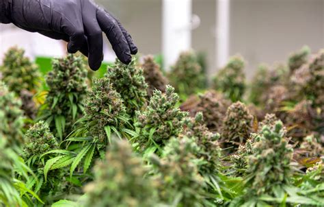 Top 5 Cannabis Harvesting Tips - LUX LEAF Diagnostics