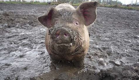 Pig Poop Carrying E. Coli Is Leaching Into Rivers From Factory Farms ...