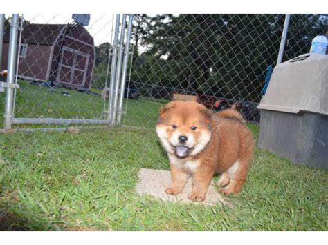 2 Chow Chow Puppies left Ridgeland - Puppies for Sale Near Me