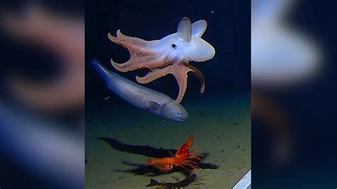 Scientists capture the world's deepest octopus on video. And it's adorable. | Live Science