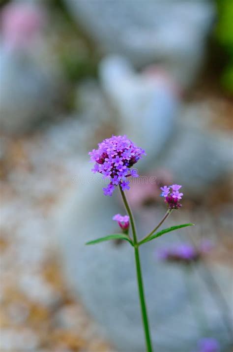 Verbena Bonariensis Bouquet Stock Photos - Free & Royalty-Free Stock ...