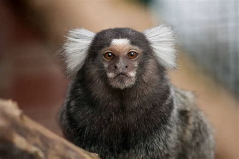 Marmoset - Worldwide Nature