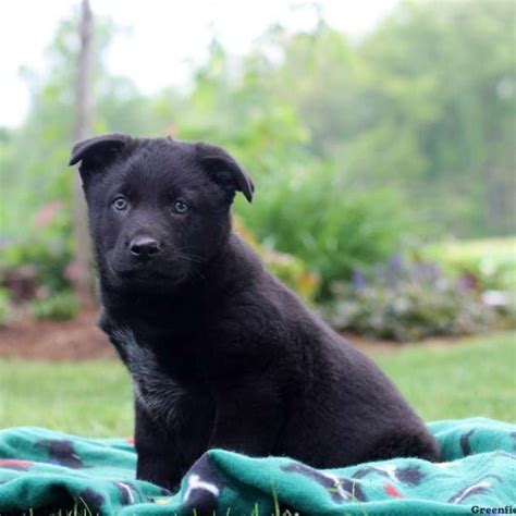 German Sheprador Puppies For Sale | Greenfield Puppies