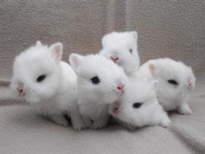 Dwarf Hotot Rabbit: Facts, Personality, Care Sheet & Pictures