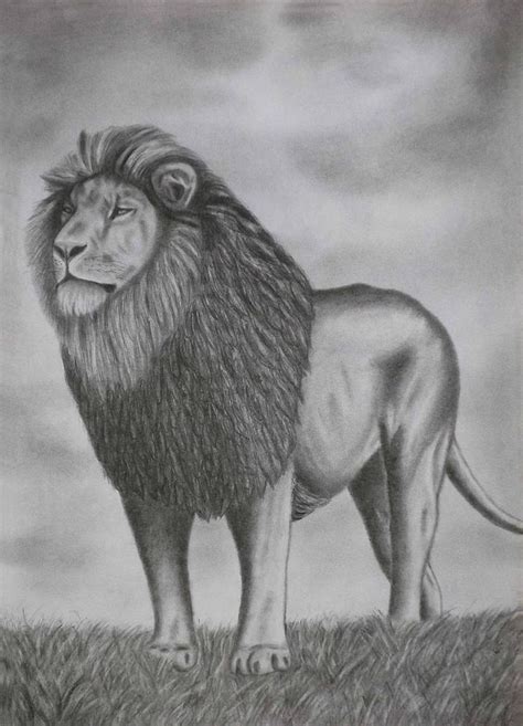 Pencil Drawings A Lion Drawing by Luigi Carlo