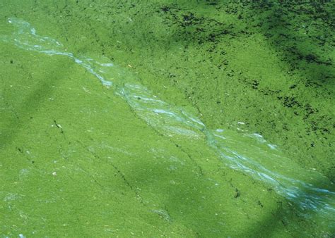 What Exactly Is Blue Green Algae? - Trout Unlimited Canada