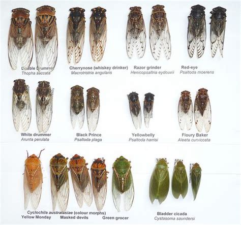 Visually identify 10 Aussie Cicadas