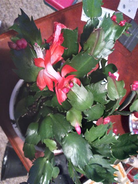 My Thanksgiving cactus is blooming right on schedule : r/gardening