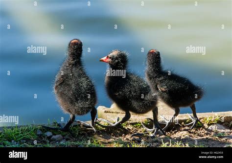 Three fluffy moorhen chicks hi-res stock photography and images - Alamy