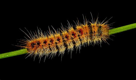 17+ Species of Poisonous Caterpillars Found Around the World - Outforia (2022)