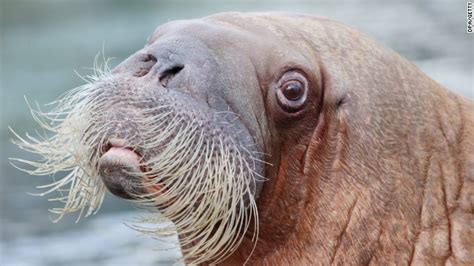 Apparently This Matters: I (was) the walrus - CNN