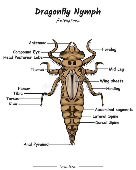 Dragonfly Nymph Anatomy stock vector. Illustration of font - 291396566