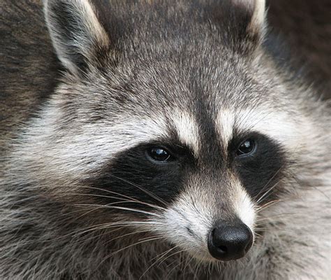 How Do You Get Rid of Raccoons? Tips and Tales on Raccoons and Cats | Dengarden