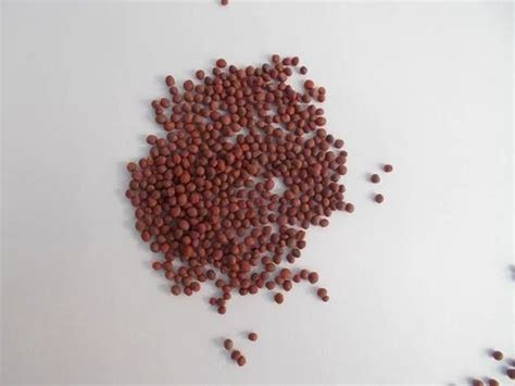 Broccoli Seeds at Rs 32000/kilogram | Vegetable Seeds in New Delhi | ID ...