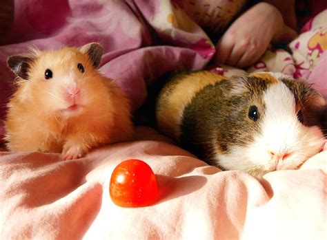 11 Amazing Difference Between Hamster and Guinea Pig with Similarities | Animal Differences