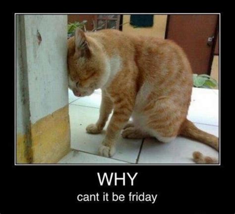 1000+ images about Friday Humor on Pinterest | Friday humor, Tgif and ...