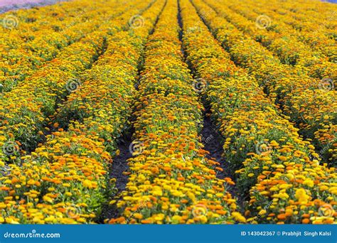 Multicolor Seasonal Flowers in Farm Stock Image - Image of beautiful, gardening: 143042367