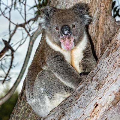 Angry Koala Stock Photos, Images and Backgrounds for Free Download