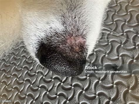 Dog Nasal Planum Color Change And Loss Of Nose Pigment Cracking Of The ...