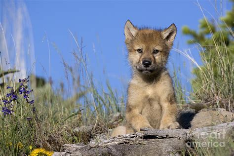 Gray Wolf Cub Photograph by Jean-Louis Klein & Marie-Luce Hubert - Pixels