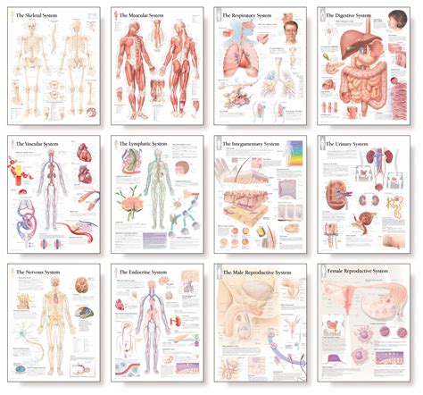 Endocrine System Wall Chart