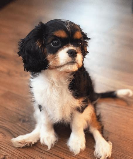 14 Funny Cavalier King Charles Spaniels That Will Save You From The ...