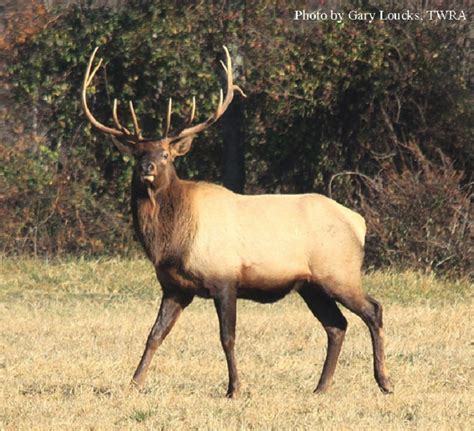 Tennessee Watchable Wildlife | Elk (Red Deer) Extirpated; Re-Introduced ...