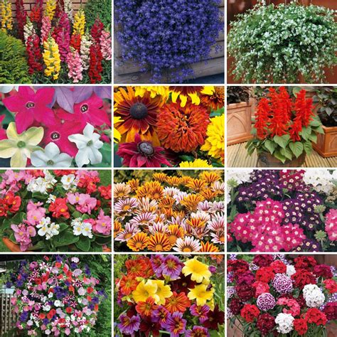 Annual 'Best Value Bumper' Collection - Annual Plants - Thompson ...