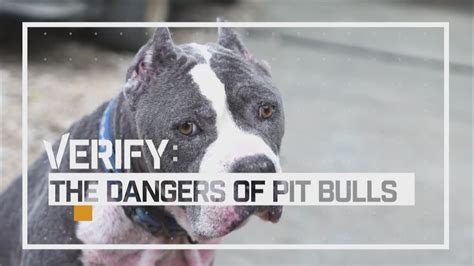 Are Pitbulls Dangerous Dogs