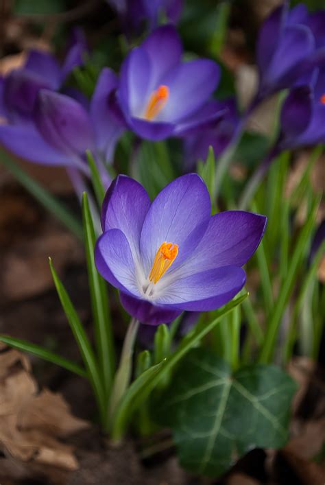 Free Images : nature, grass, flower, purple, petal, spring, botany, flora, wildflower, flowers ...