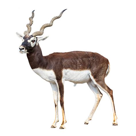 2,200+ Blackbuck Antelope Stock Photos, Pictures & Royalty-Free Images - iStock