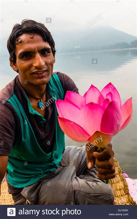 Lotus flowers, Dal Lake in Srinagar, Kashmir, Jammu and Kashmir Stock Photo: 63289931 - Alamy