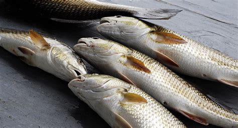 Texas redfish farmer off to quick start in fundraising, expansion ...