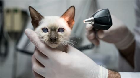Ear Mites in Cats - Symptoms & Treatment | Purina