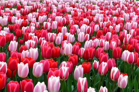 Planting Tulip Bulbs in Early Autumn – Beautiful Flower Arrangements and Flower Gardens