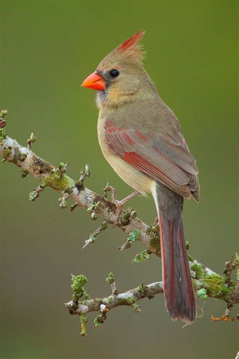 A female Cardinal.... in all her glory. :) | Birds painting, Cardinal birds, Beautiful birds